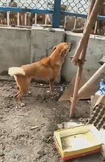 虎落平阳果然会被犬欺