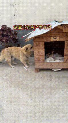 全网最憋屈小狗！自家窝被猫咪霸占，全程敢怒不敢言真是又好笑又心疼！猫狗房产