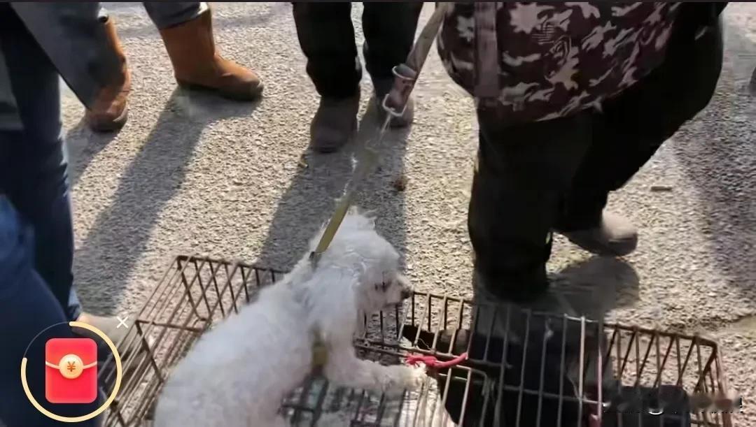 比熊在主人家生活了一段时间后，主人发现它不爱卫生，乱拉屎尿，主人无法容忍，便将它