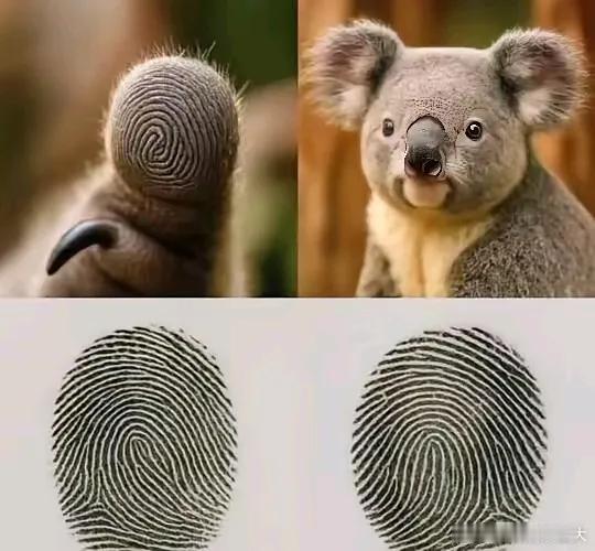 一个令人难以置信的生物巧合​