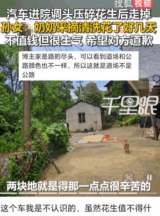不蒸馒头争口气！广西桂林，一辆私家车开进农家院掉头，把奶奶辛辛苦苦种出来、一颗颗