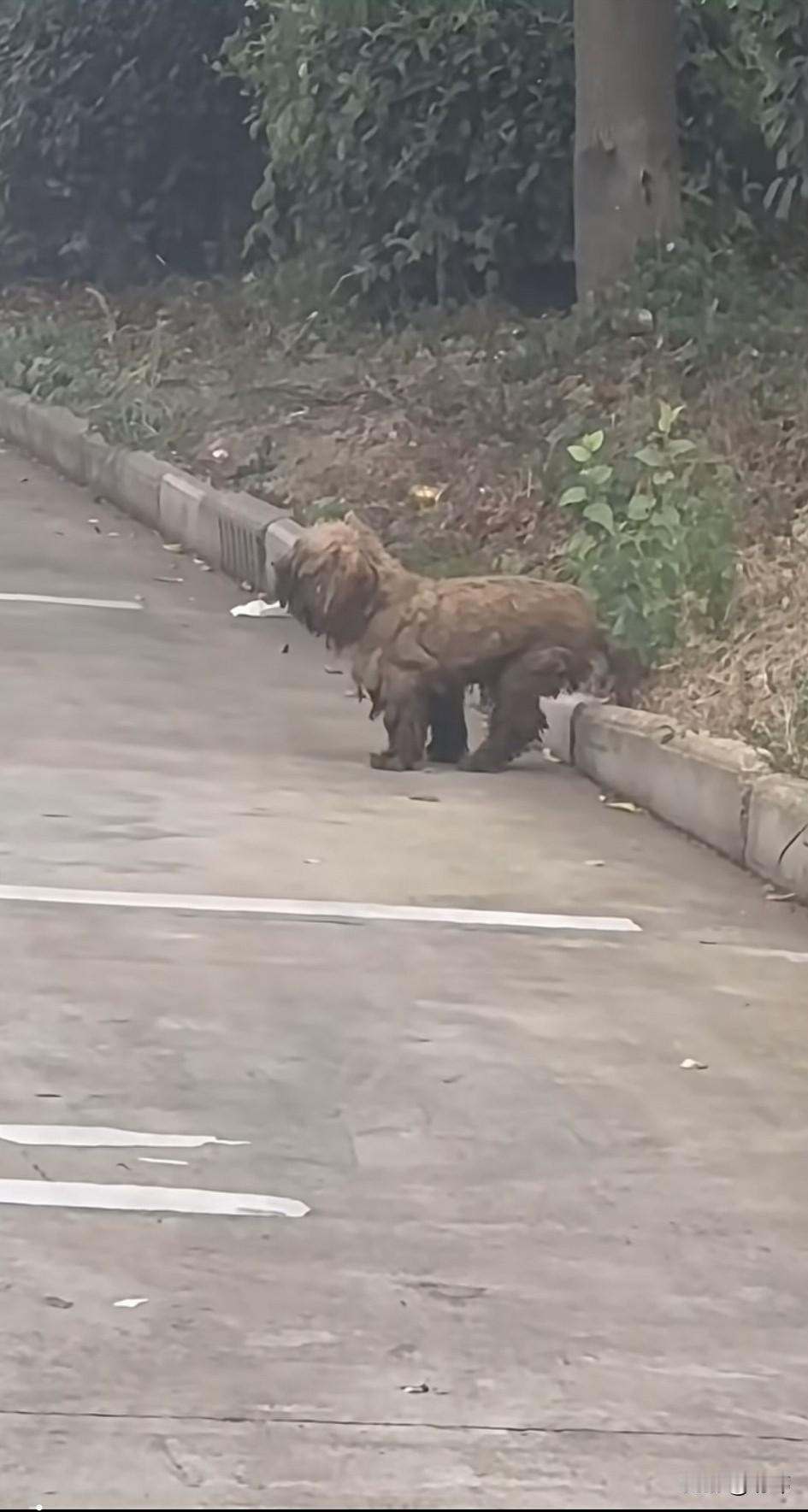 太可怜了！这天一位怀孕的小姐姐去散步，结果走到一条小路上的时候，看到了无比凄惨的