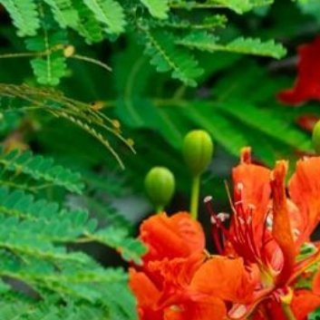 种植🏵️凤凰木的种植方法1.选择合适的地点（1）光照需求：凤凰木喜全日照环境