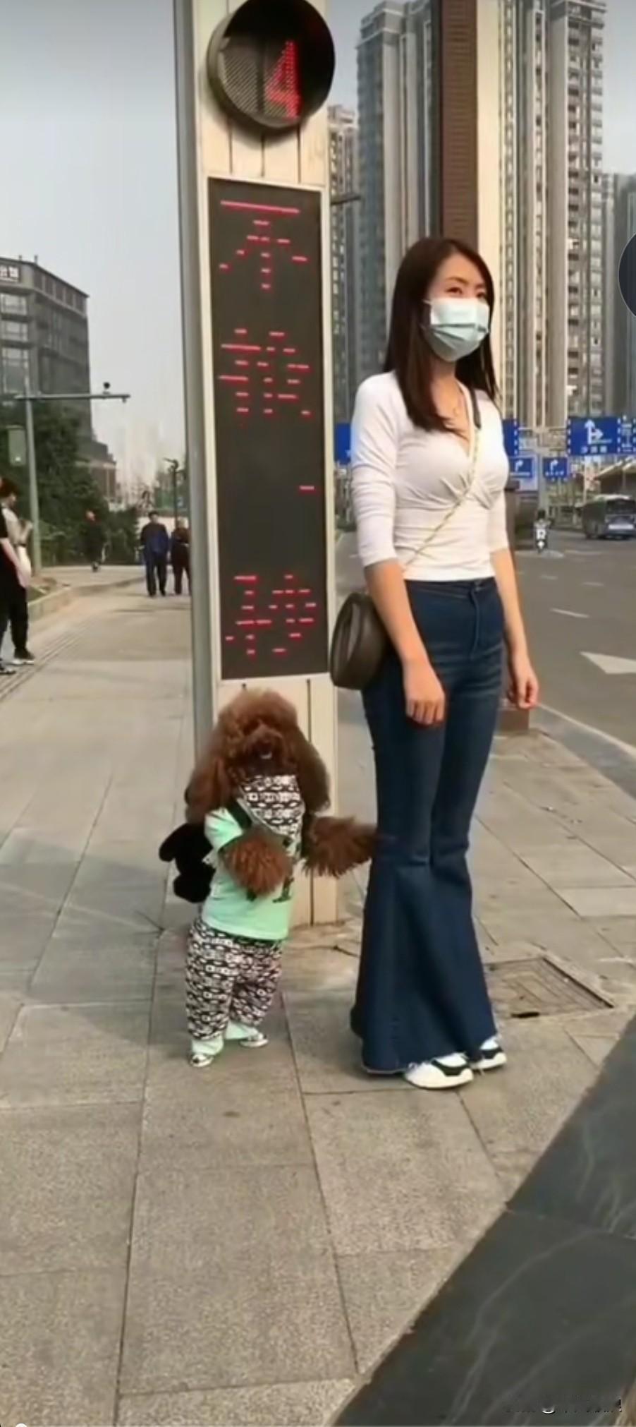 牵着自家软萌可爱的小宠物等红绿灯的时候，吸引了不少路人驻足打量，主人心里别提多有