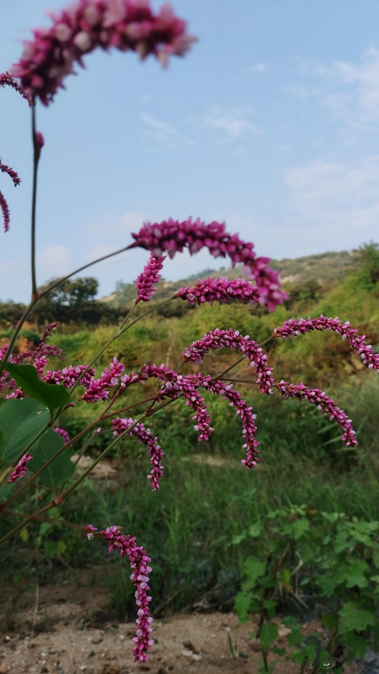我有一个表叔，他家有一个儿子，今年28岁还没有结婚。对象倒是有了，听他说，准儿