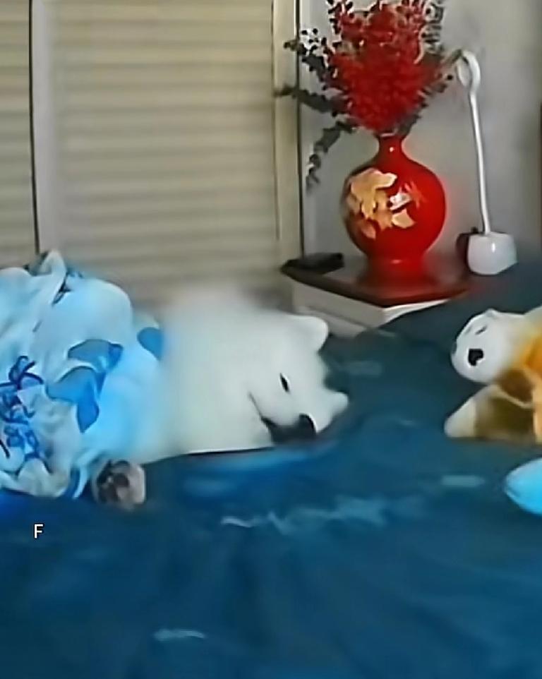 山西一位朋友上班的时候，突然想看看自家的狗在干什么，于是就用手机连接了自家的摄像