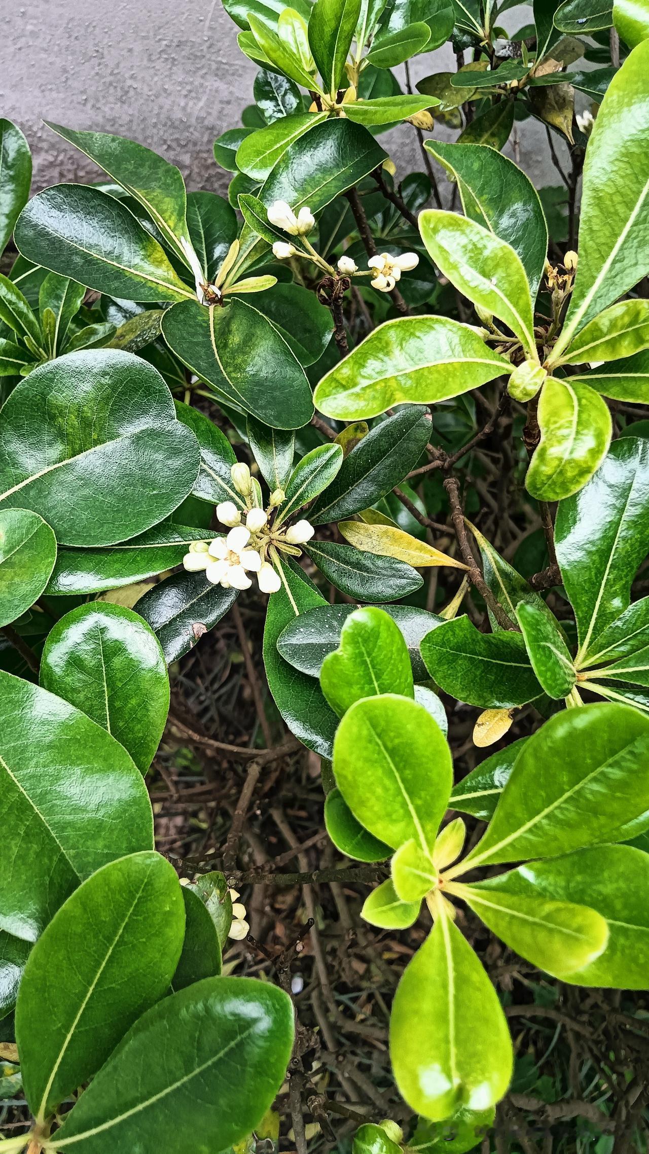 发现一种小树，无论是小区或者公路及公园到处可见的一种，以前只是没有太多的注意，昨