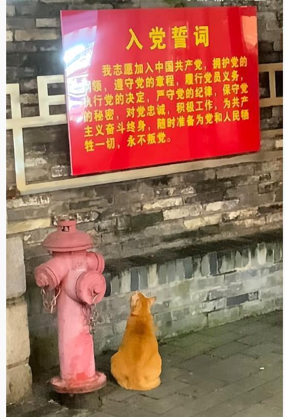 非常坚定！​​​