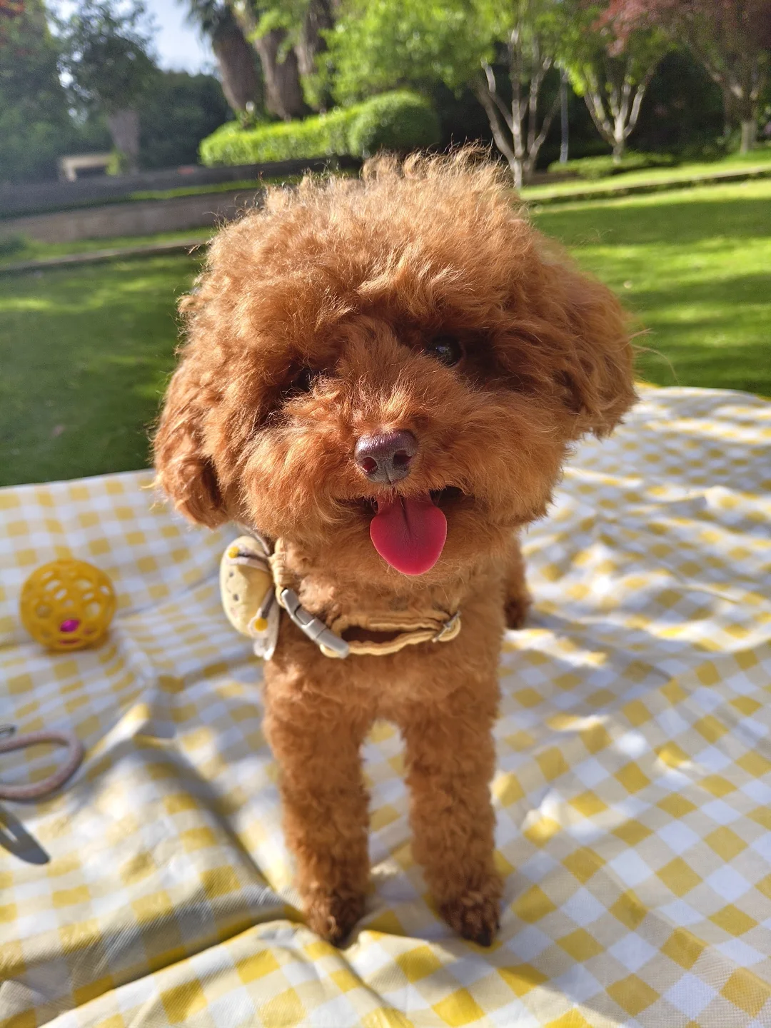 谁家小泰迪这么阳光啊！