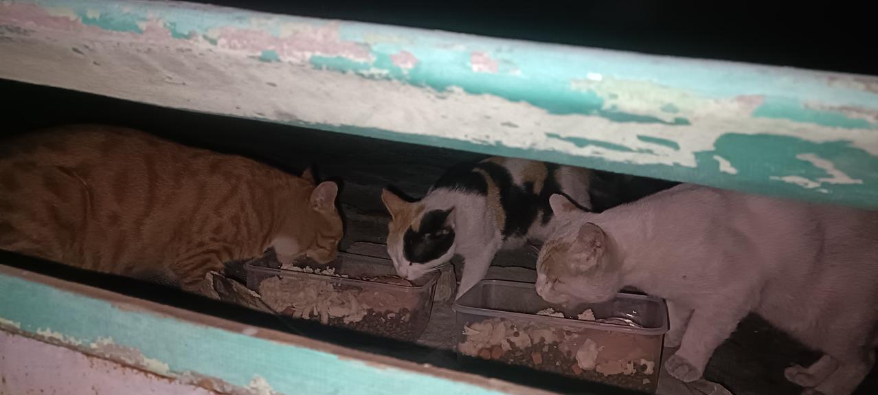 今晚小橘白猫依然没有出现，最后一处投喂点的小黑猫也没来，让我心情很是低落，小流浪