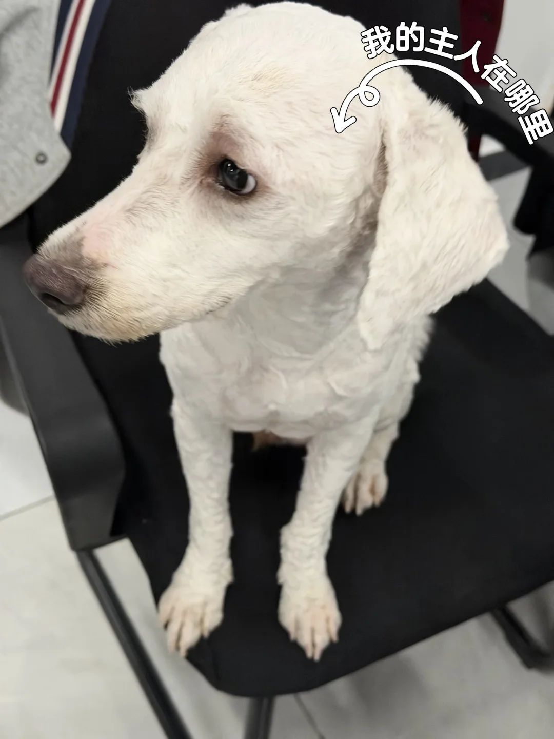 扩散～在线寻找主人🐶！！！
