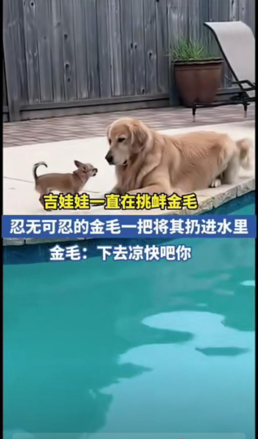 全网最嚣张吉娃娃，把金毛脾气试到极限，结局真的大快人心！这只小不点仗着体型迷