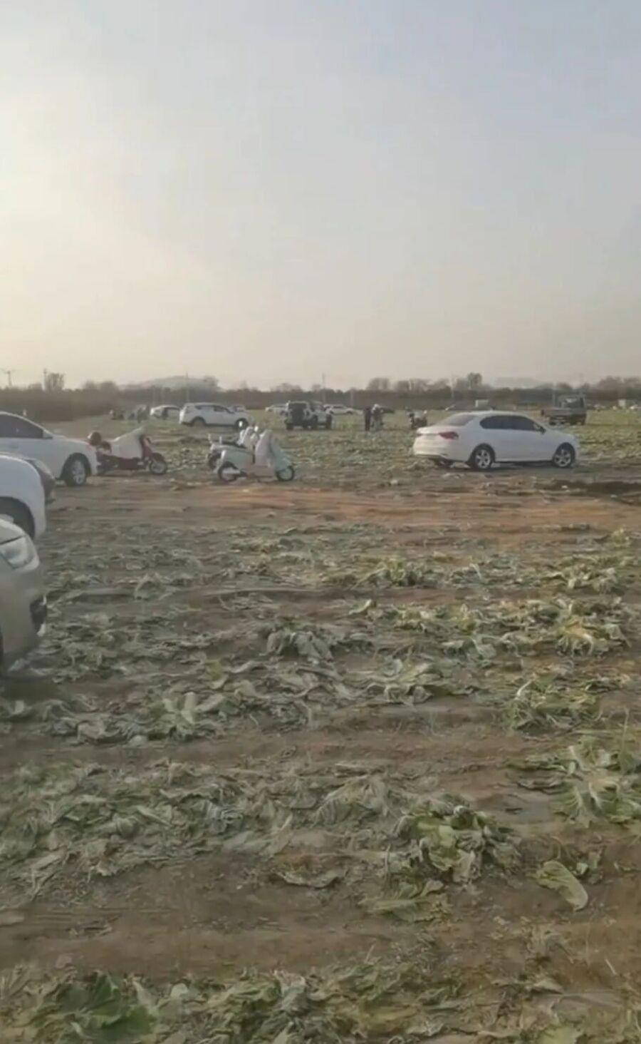 最近内蒙古赤峰的“免费白菜”事件闹得沸沸扬扬。有网友未经核实发了“白菜免费”视频
