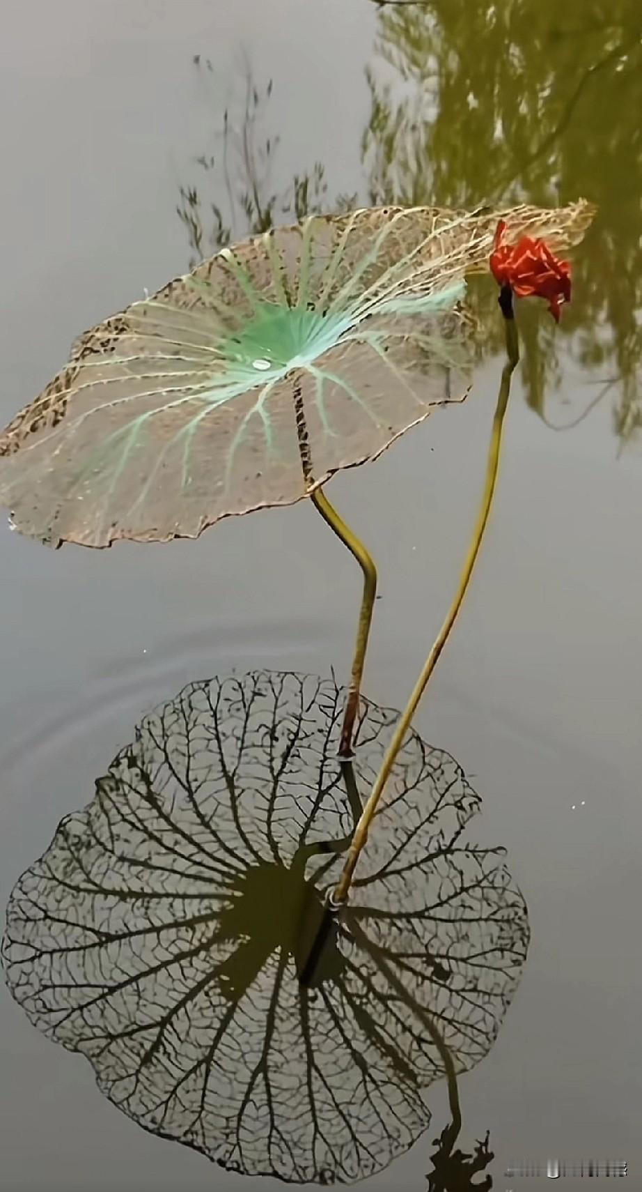 留得枯荷听雨声，大概形容的就是这种自然境界吧，真没有想到，一朵枯萎的荷花，一片薄