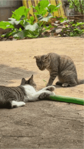 狸花猫：你这是在干什么？你知道我是谁吗？