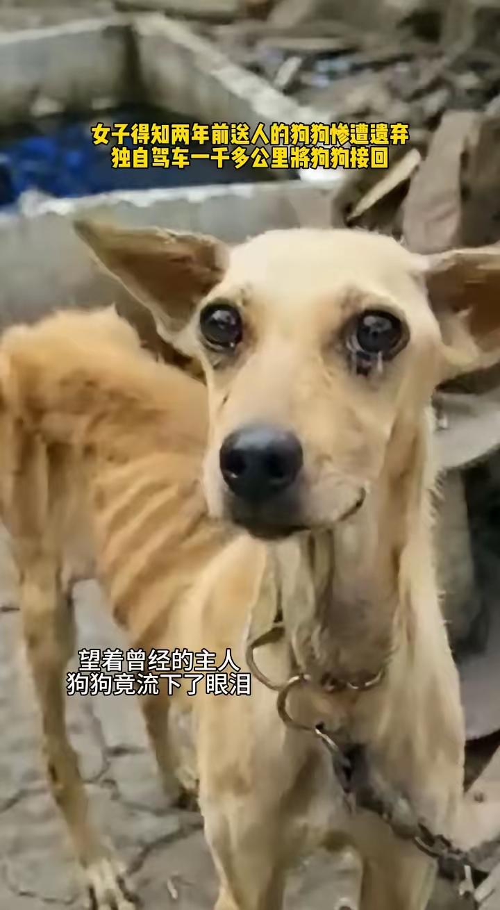 女子得知自己两年前送出去的狗被遗弃，她开车一千多公里去把狗接回来，当她见到狗时狗