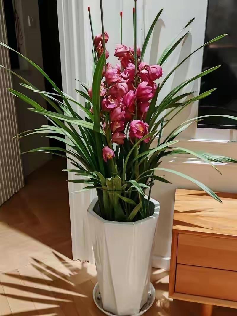 咬咬牙花三百多买了盆大花蕙兰，粉色花串开得热热闹闹，往客厅一放年味立马有了。婆婆