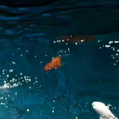 0000樱桃的种植方法1. 选地与整地选择光照充足、地势稍高、排水良好的沙壤土或