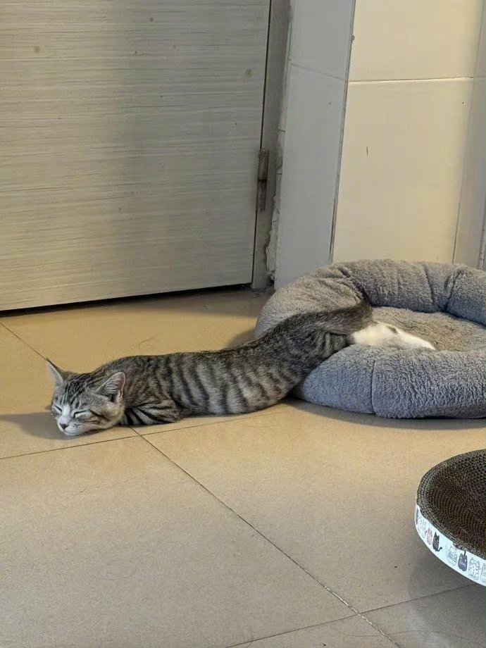 猫的睡姿，千奇百怪！​​​