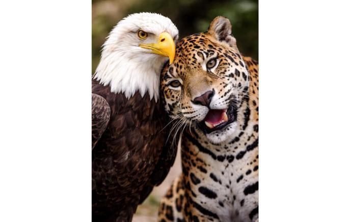 哥伦比亚总统古斯塔沃·彼得罗与美国总统今天通电话后，在X上发布了美国和哥伦比亚的