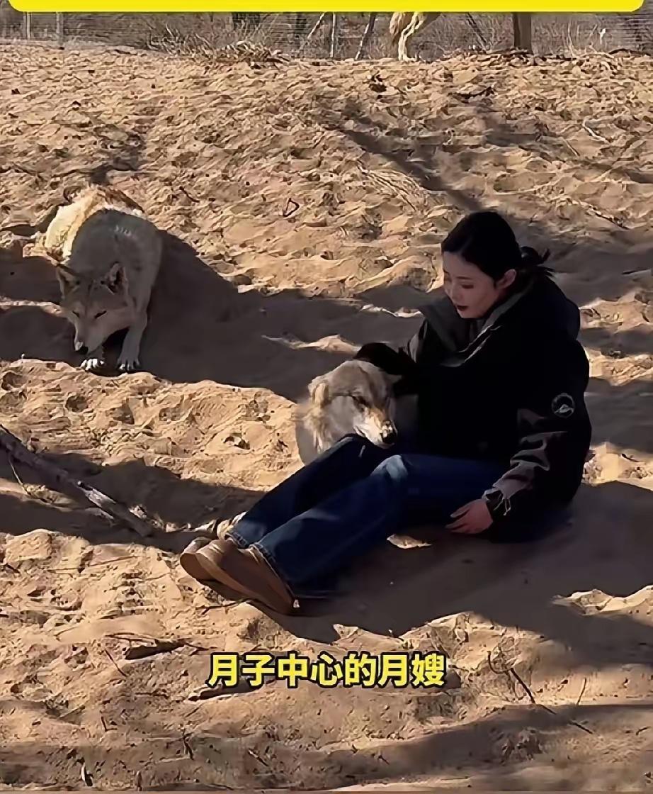 野生母狼怀孕后主动到保护站待产工作人员祝女士笑称，自己就像月子中心的月嫂，母狼如