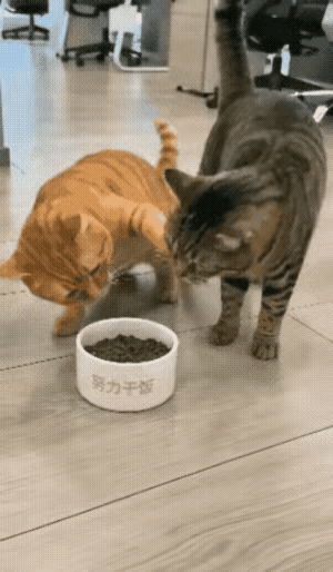 狸花猫不战而胜，真厉害！