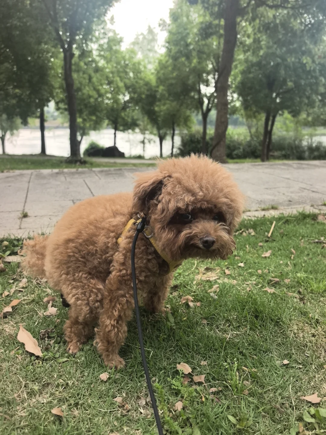小狗拉粑粑