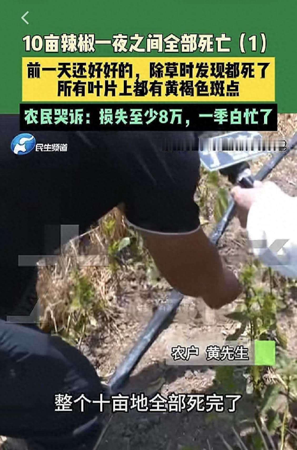 庄稼无故绝收实在让人揪心！10亩辣椒，一夜之间整片全部枯死绝产！近日河南开封一