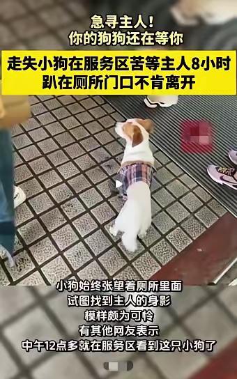泪目了，一位大哥国庆假期上高速回家，结果去了服务区后，把自己的狗狗落在了那里，狗