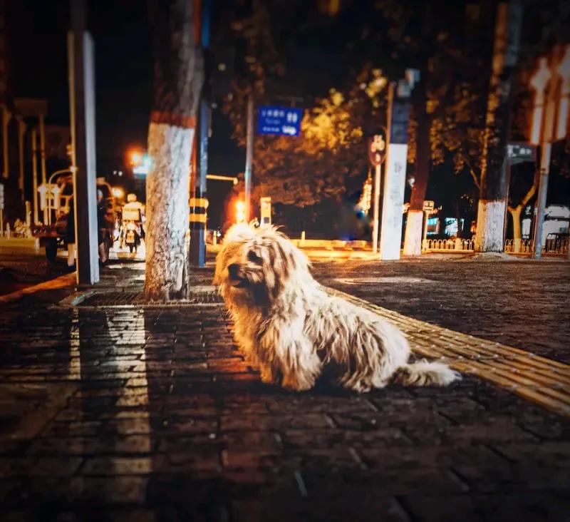 我发现爱狗人士特别喜欢拿特殊犬种来说事，为证明狗是人类的好朋友这句话，一说就提起