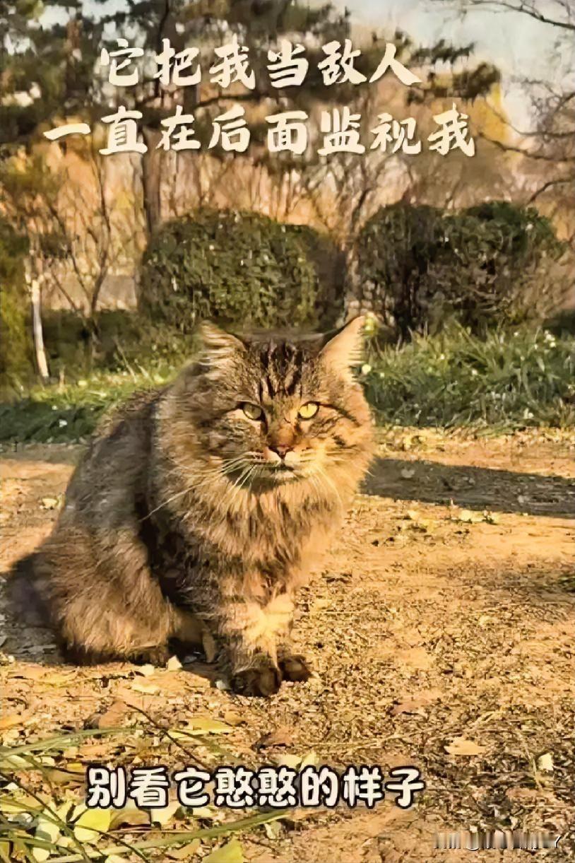 男子每天都会来到公园，喂养这里的100多只流浪猫！他会在不同的投喂点给猫咪们