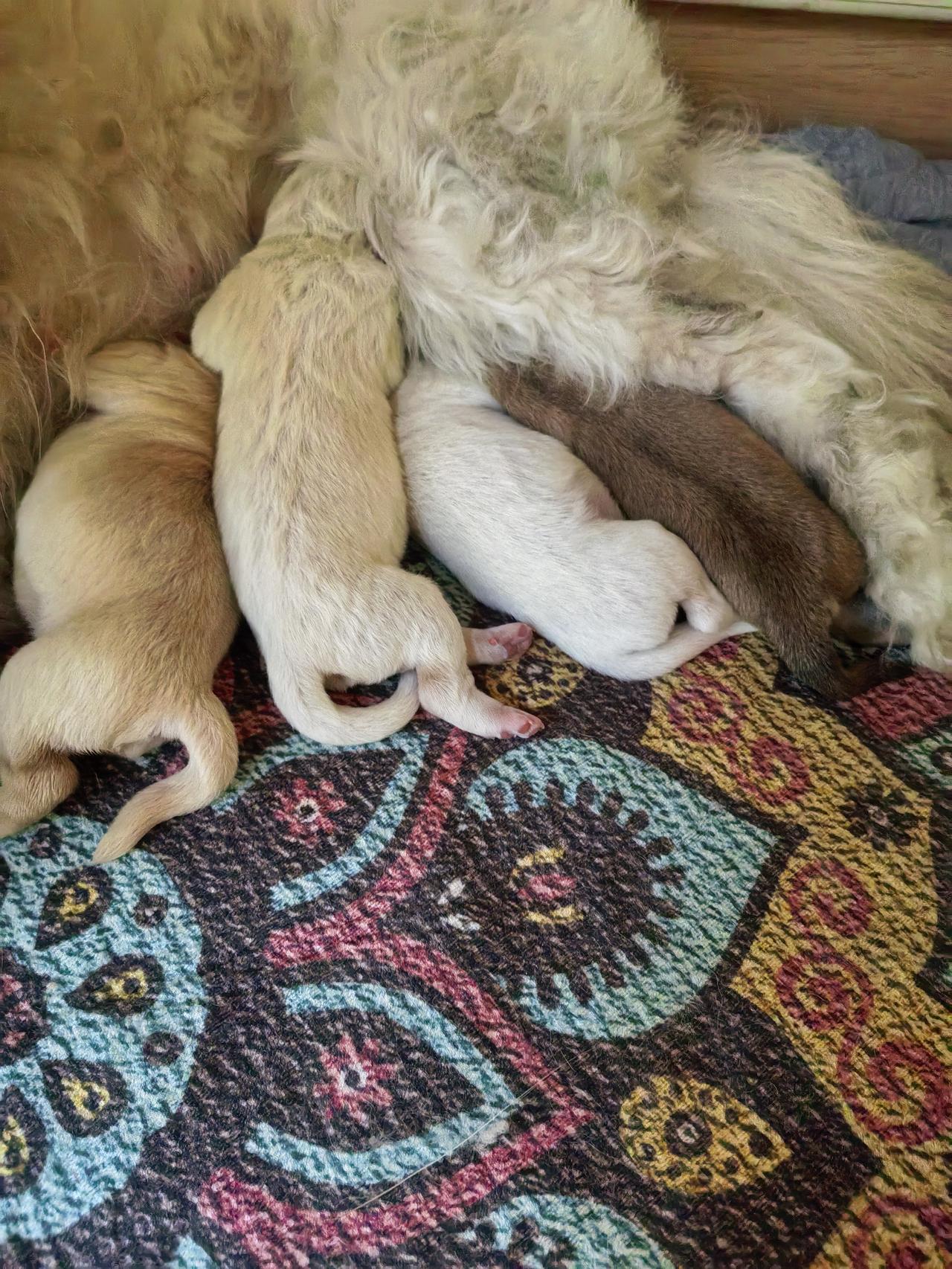 狗子下了一窝崽，让我陷入进退两难的境地。家里人都要我丢掉，因为住的格子楼，实在养