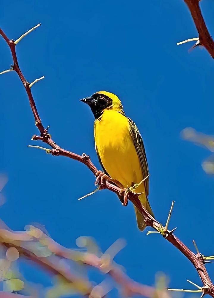 独守枝头期伴归，声声悲鸣不见回，翘首以盼天涯路，……请友续句……？上联