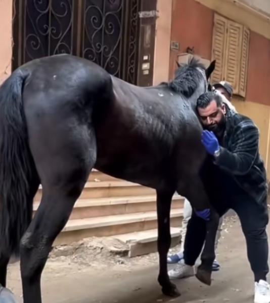 为什么马的腿断了必须死？一位养了10年马的师傅告诉我：90%的人都不知道，就算是