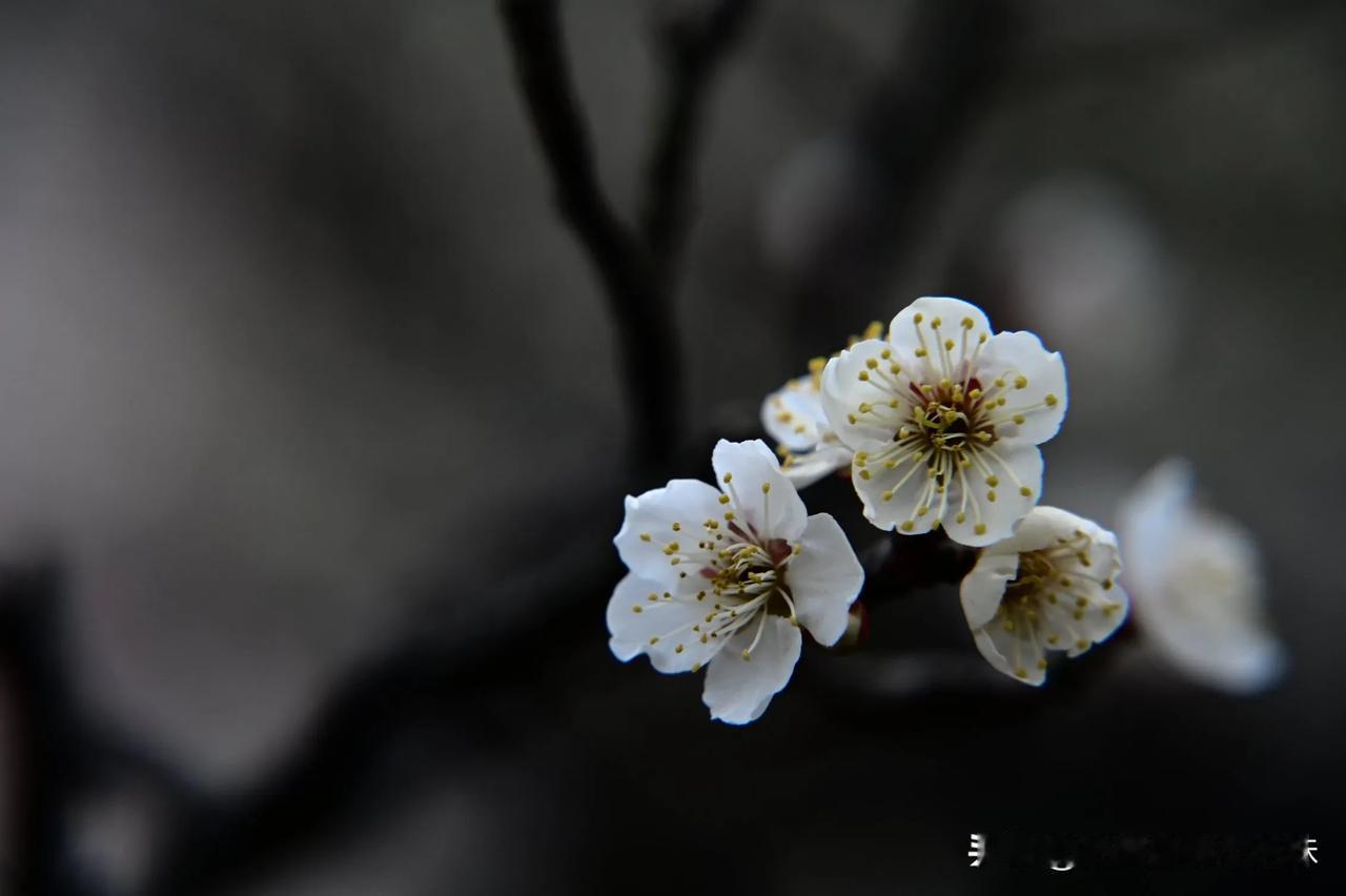 梅以下是一些与“梅”相关的诗词：《梅花》——王安石墙角数枝梅，凌寒