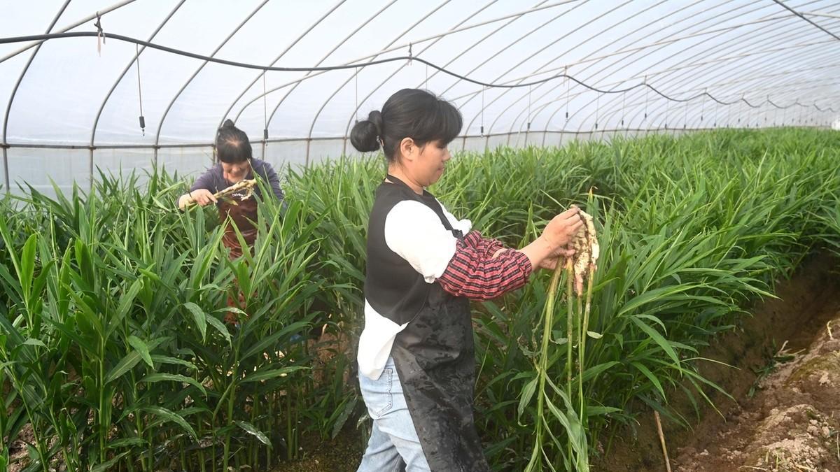 阳光不足也能种出好菜! 六种耐阴蔬菜推荐