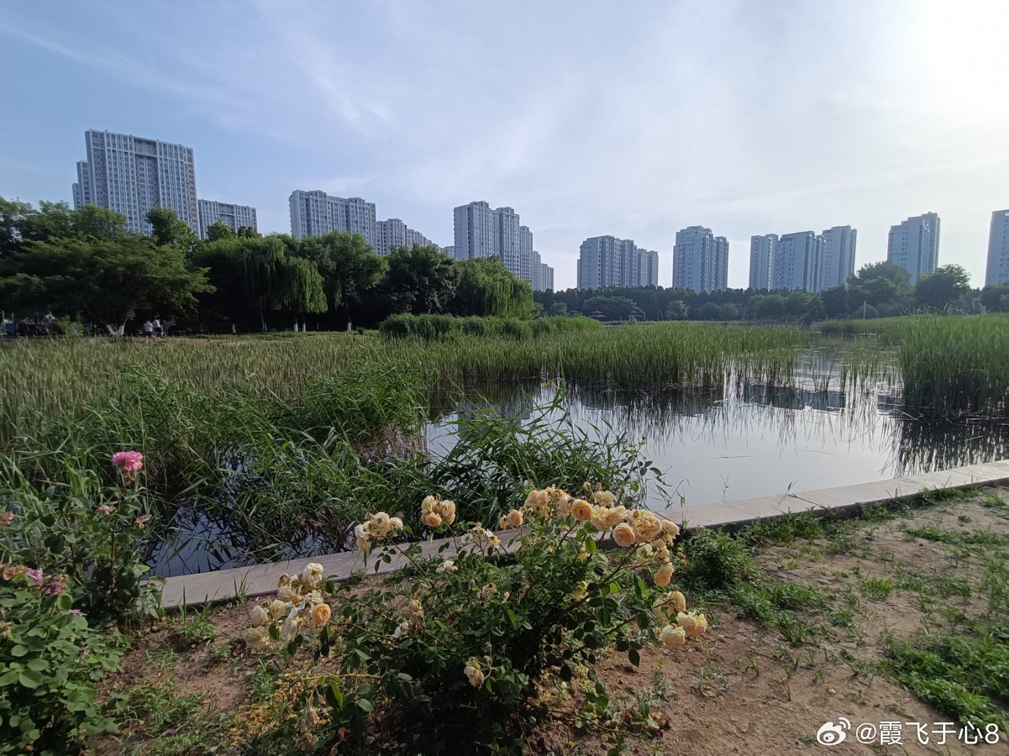 手机摄影看展和短旅图发结了，再次踏入月季花又一轮鼎盛时光，重温夏日芬芳惬意