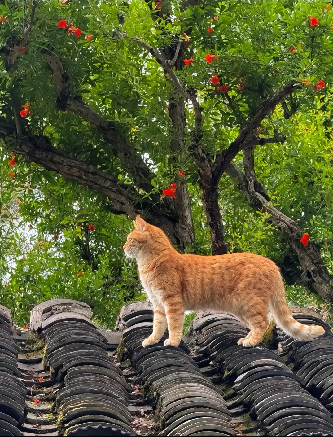 标准小猫站姿​​​