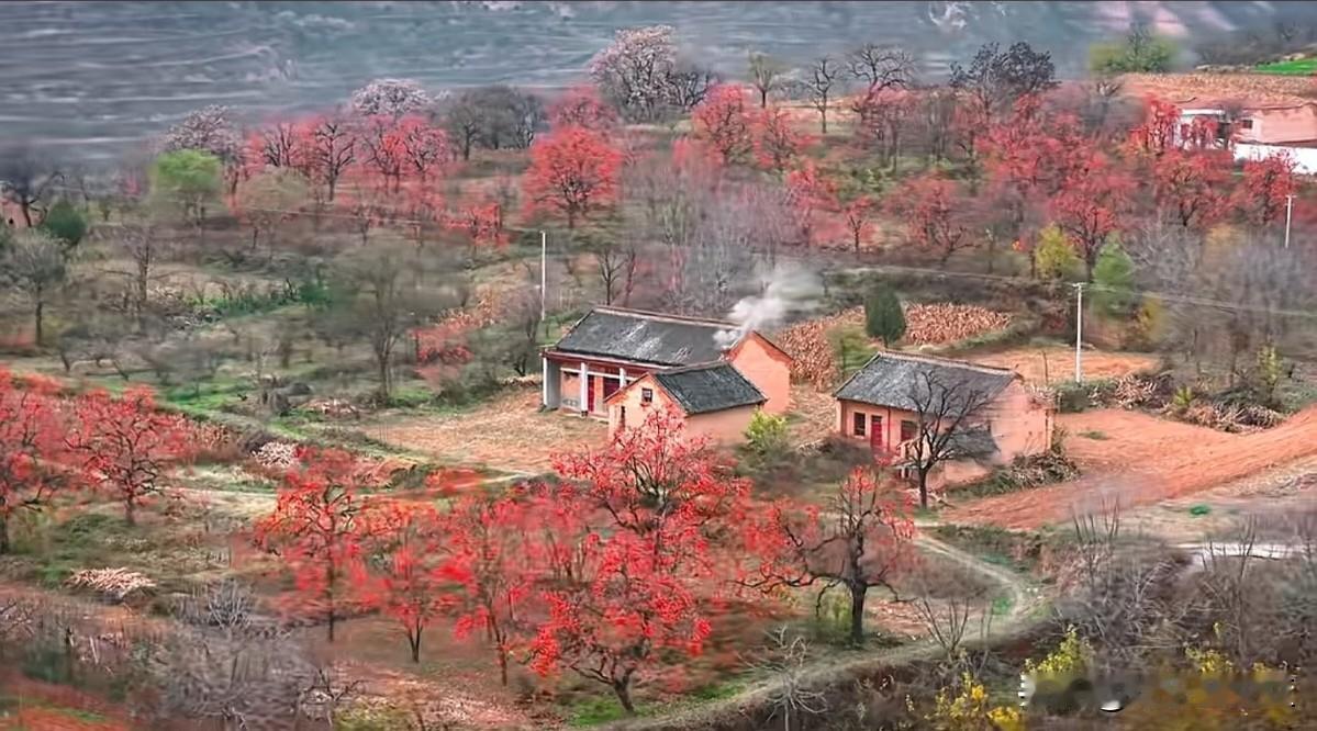秋阳刚漫过山脊，风就裹着红叶的暖香，漫进了山坳里的村庄。是乌桕先红的——那