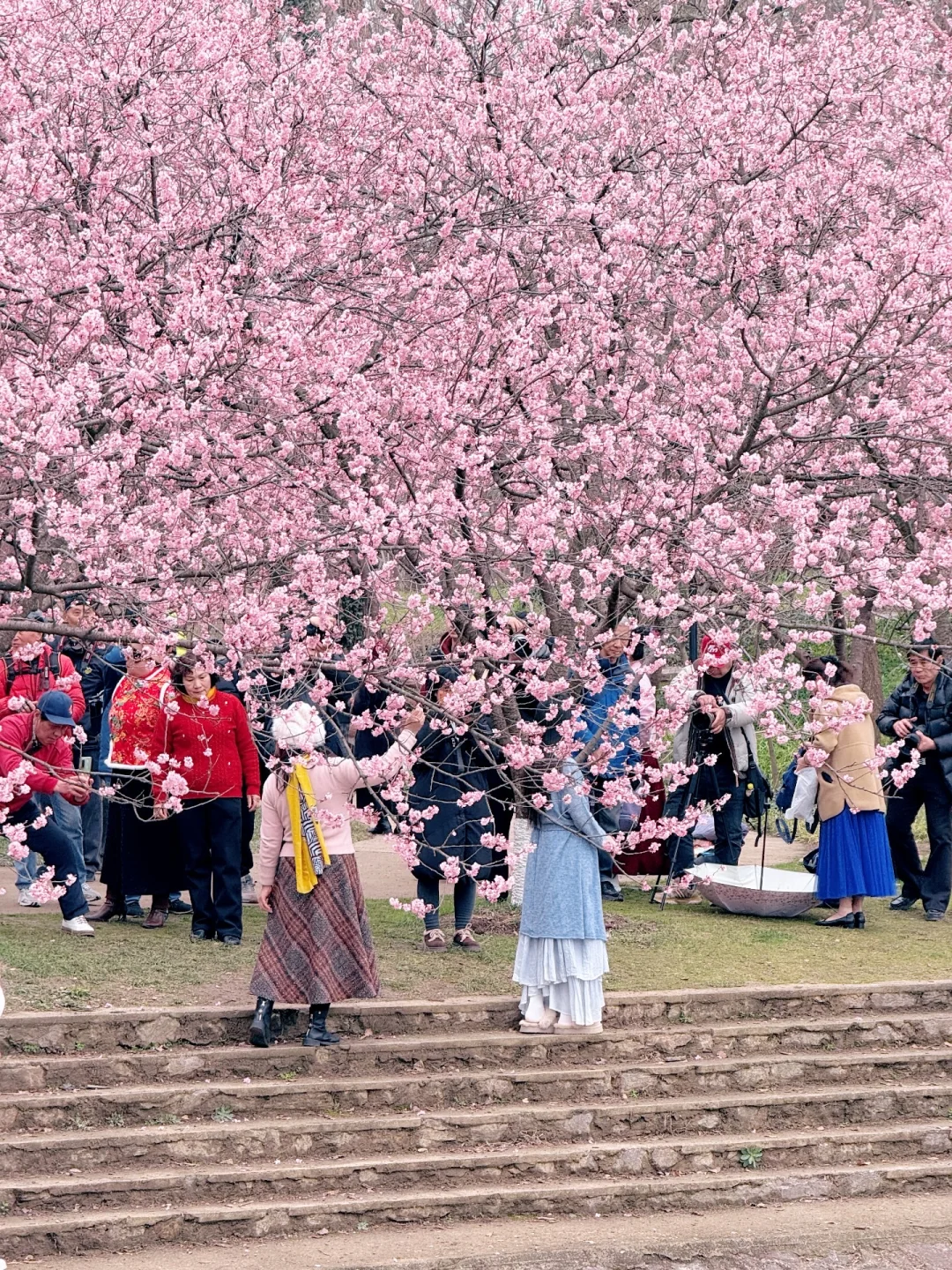 2026.3.11 | 南京樱花🌸已经杀疯了！！！！！