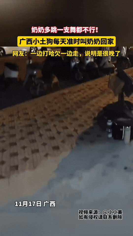 谁能想到，广西奶奶的广场舞还藏着专属“催归官”？一只小土狗把“准时”刻进DNA，