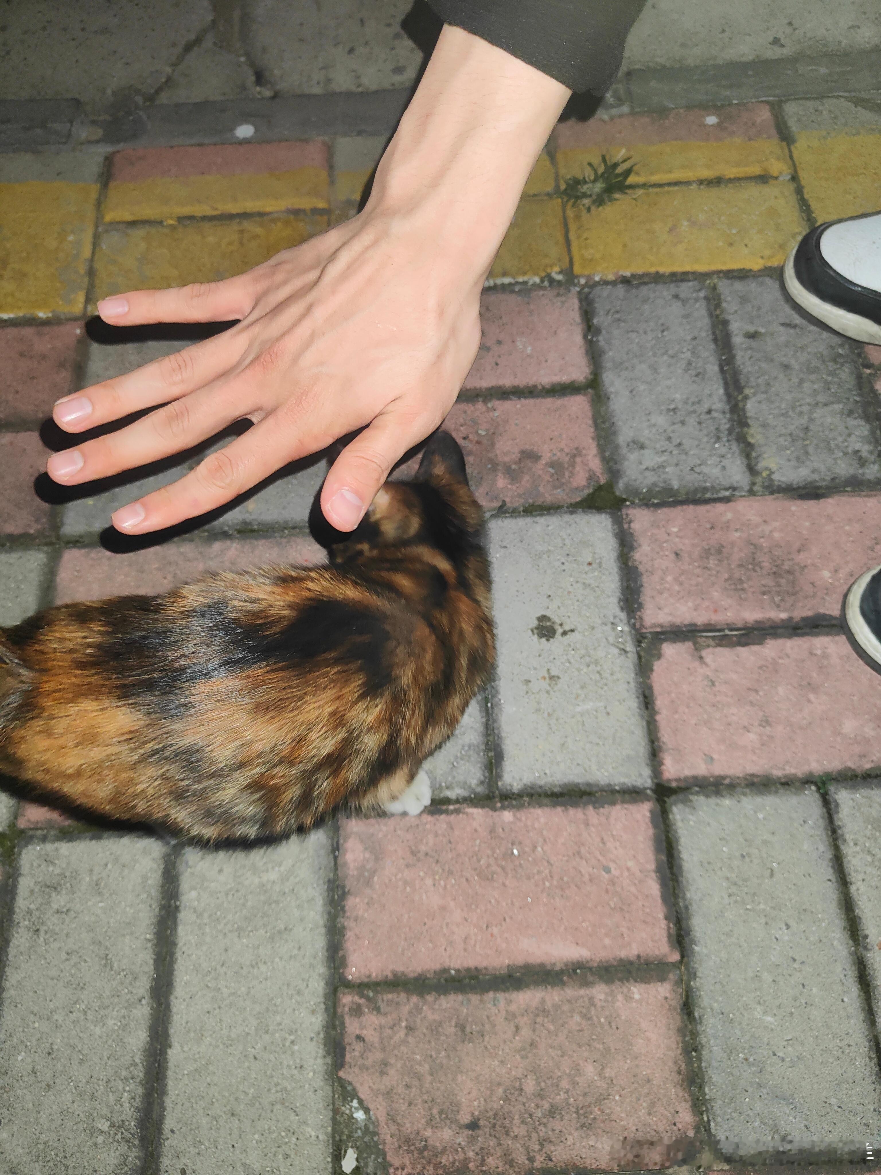 和朋友蹲着聊天，一直小玳瑁猫直直的冲着我俩走过来，直接在脚边蹲下特别亲人，给人摸还呼噜呼噜叫，拎起来