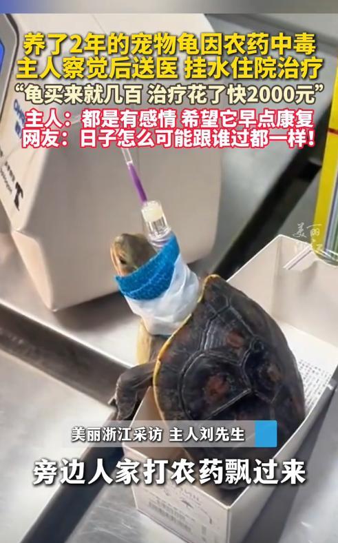 “太讲究了！”8月31日，江苏苏州，一男子发现家中养了2年的乌龟突然没了精神，饭
