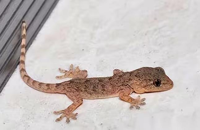 守宫砂：一把锁了古代女子千年的枷锁抓一只壁虎，关起来，只喂朱砂。等它吃满七