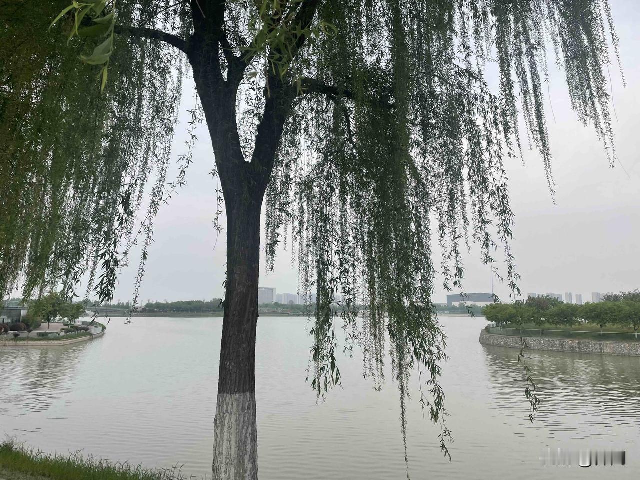 【七绝•莺啼柳岸弄春潮】莺啼柳岸弄春潮，燕舞晴空笑九霄。不觉春深花退去，何时