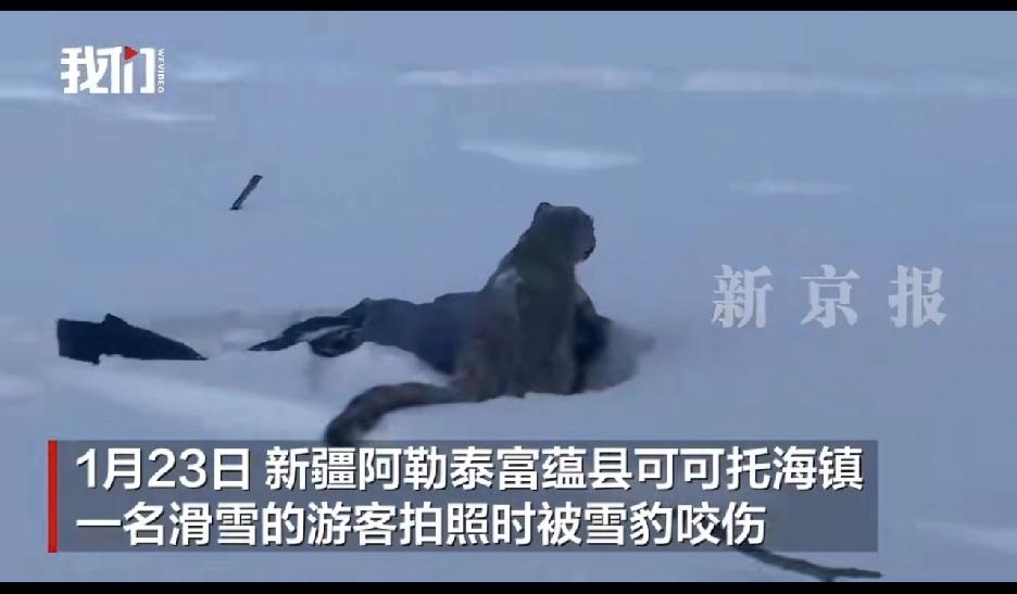 豹豹能怎么办，豹豹也很冤枉。阿勒泰的那个雪豹伤人事件我看了，虽然对女游客的遭遇