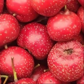 山楂的种植方法：种山楂最好选春秋两季，直接买嫁接苗成活率更高，种子种植需先催芽处