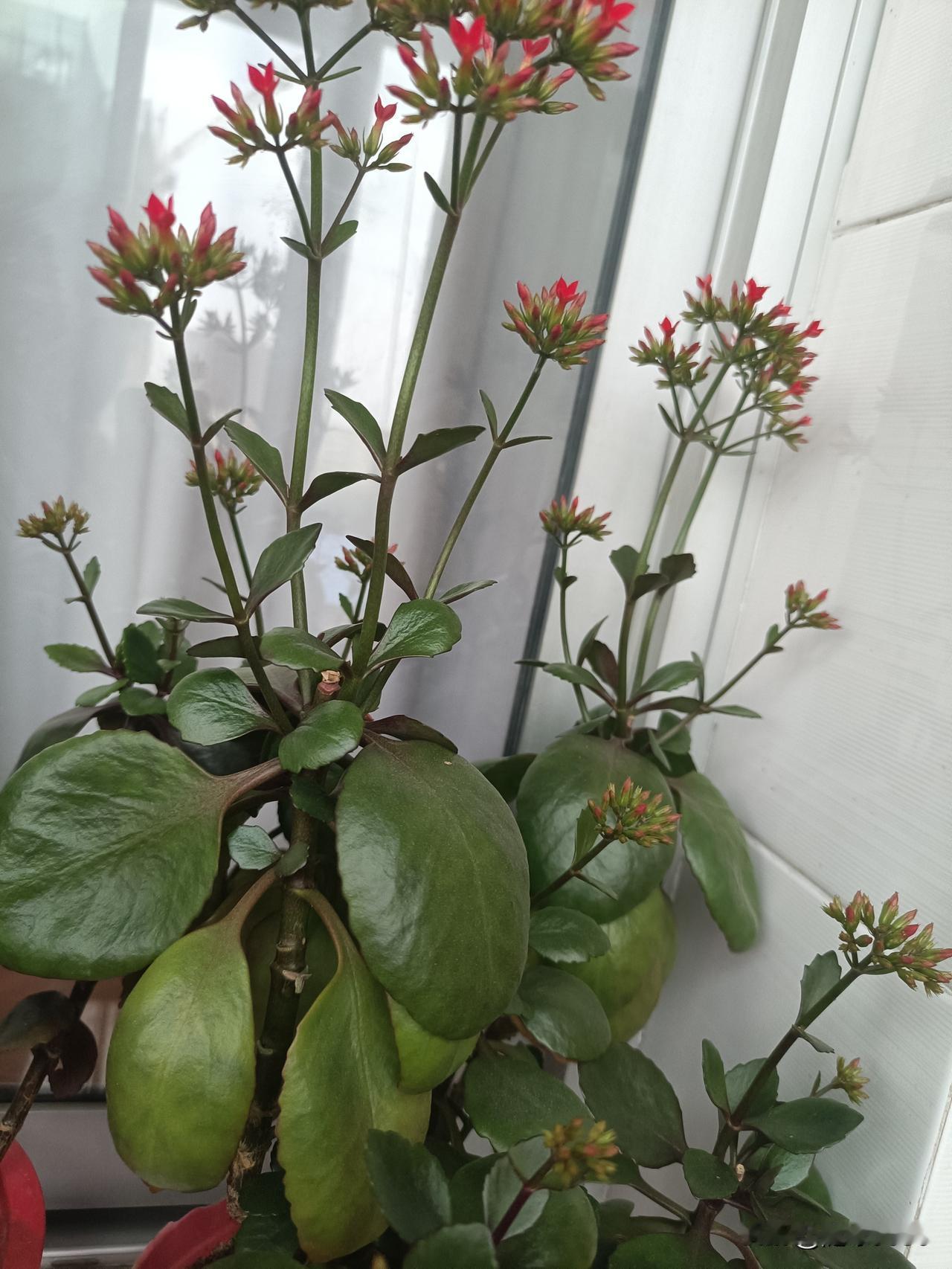 她听别人说把长寿花重剪就能二次复花，于是把所有开得正漂亮的长寿花全部剪掉了，只剩