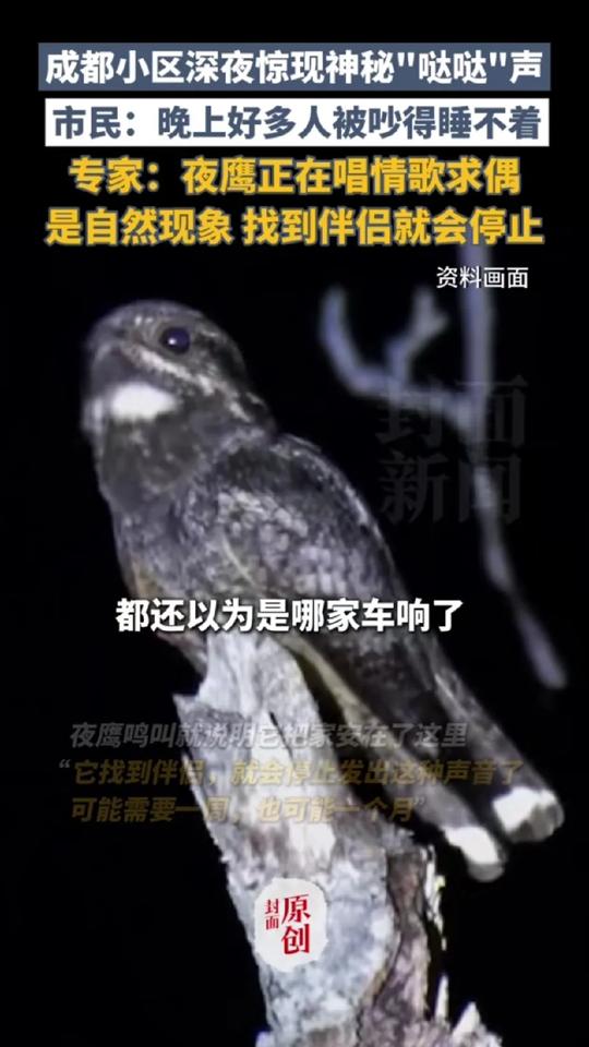 成都一小区惊现夜鹰，那“哒哒哒”的求偶声，整晚响个不停吵得人们睡不着，很多人都以