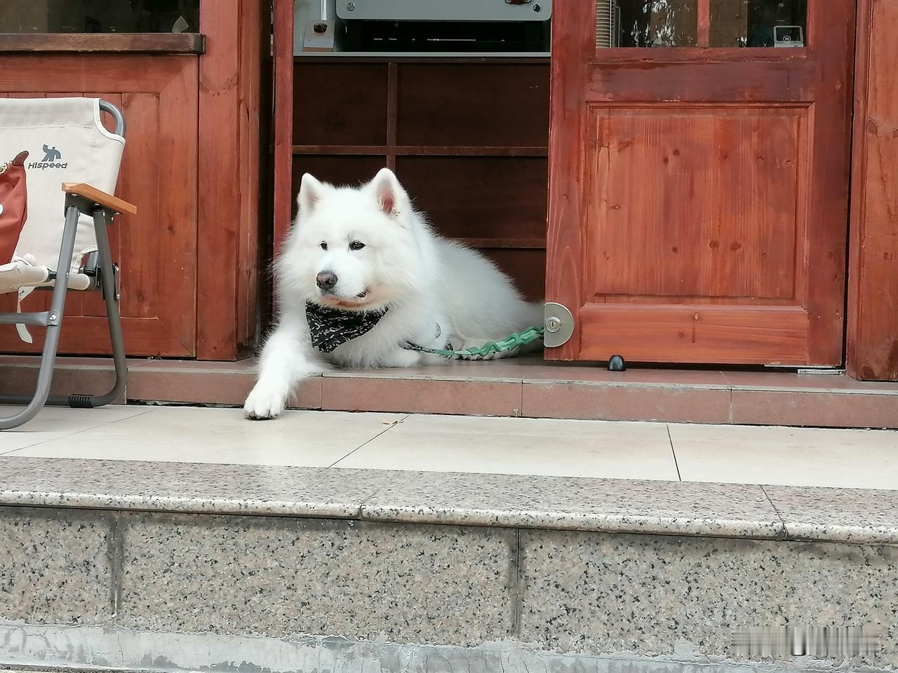 回来的路上我看见一只雪白的萨摩耶趴在一间咖啡店的门里内外。我想起朋友也有一只